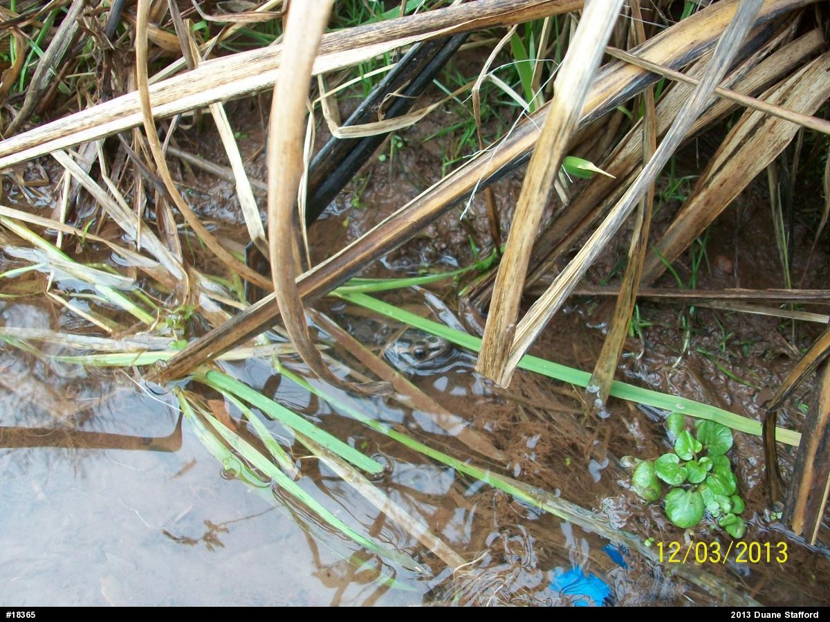 Pickerel Frog