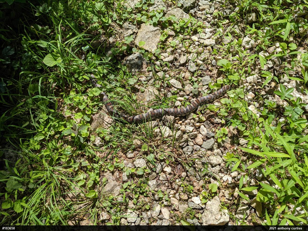Eastern Milksnake