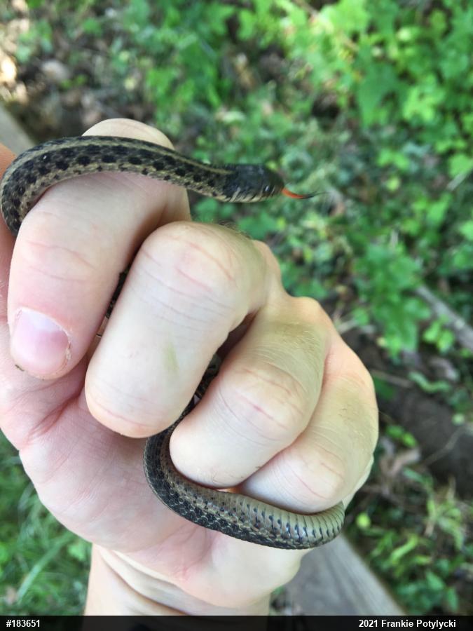 Eastern Gartersnake
