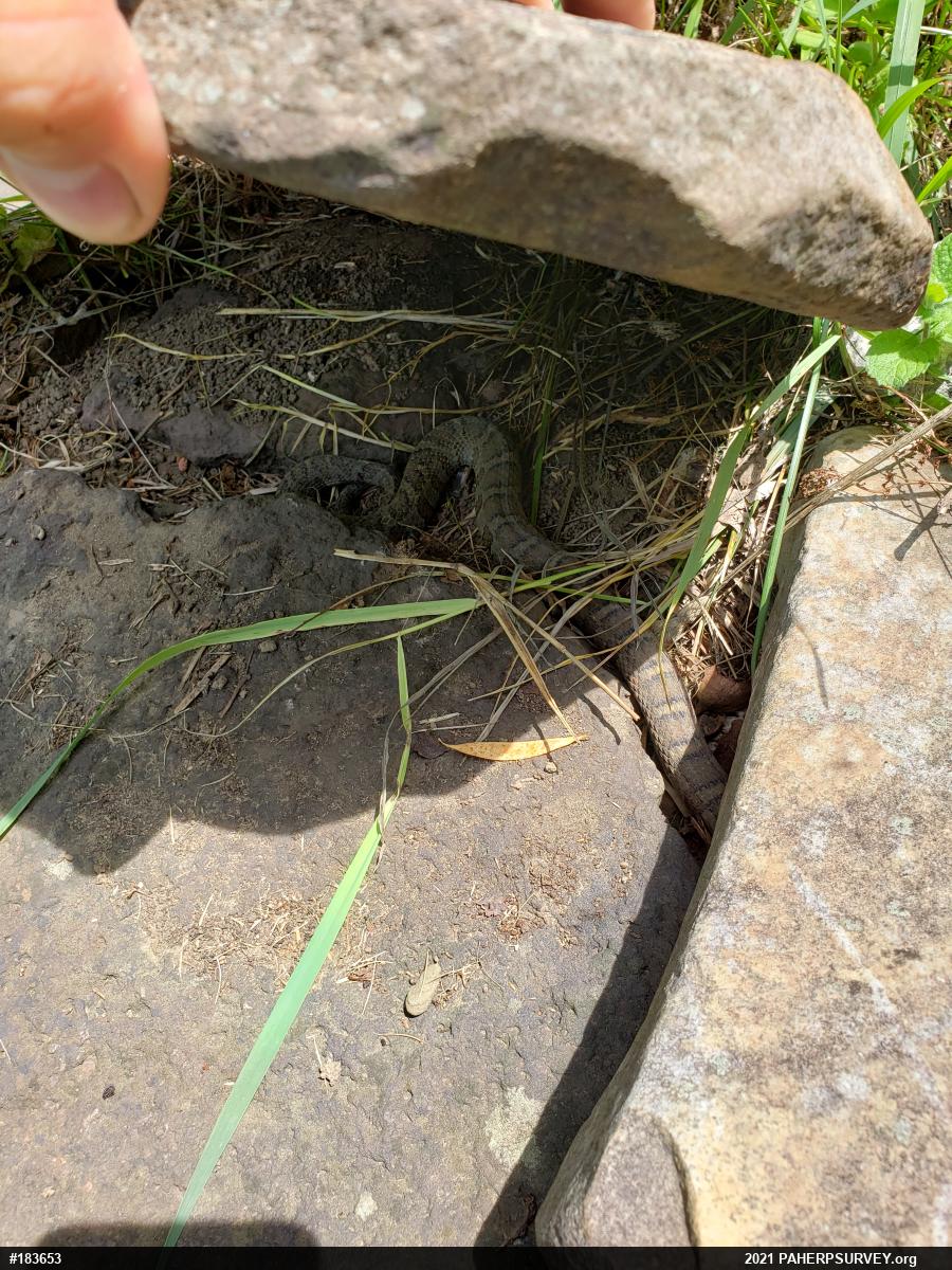 Northern Watersnake
