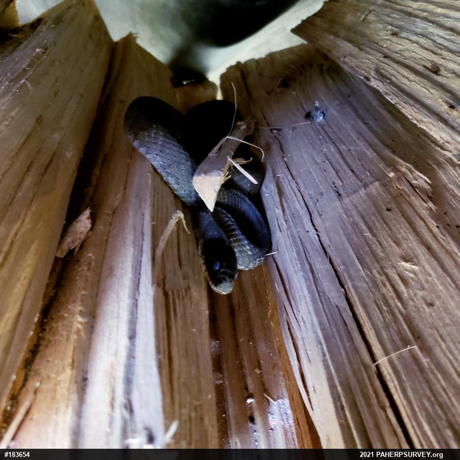 Northern Watersnake
