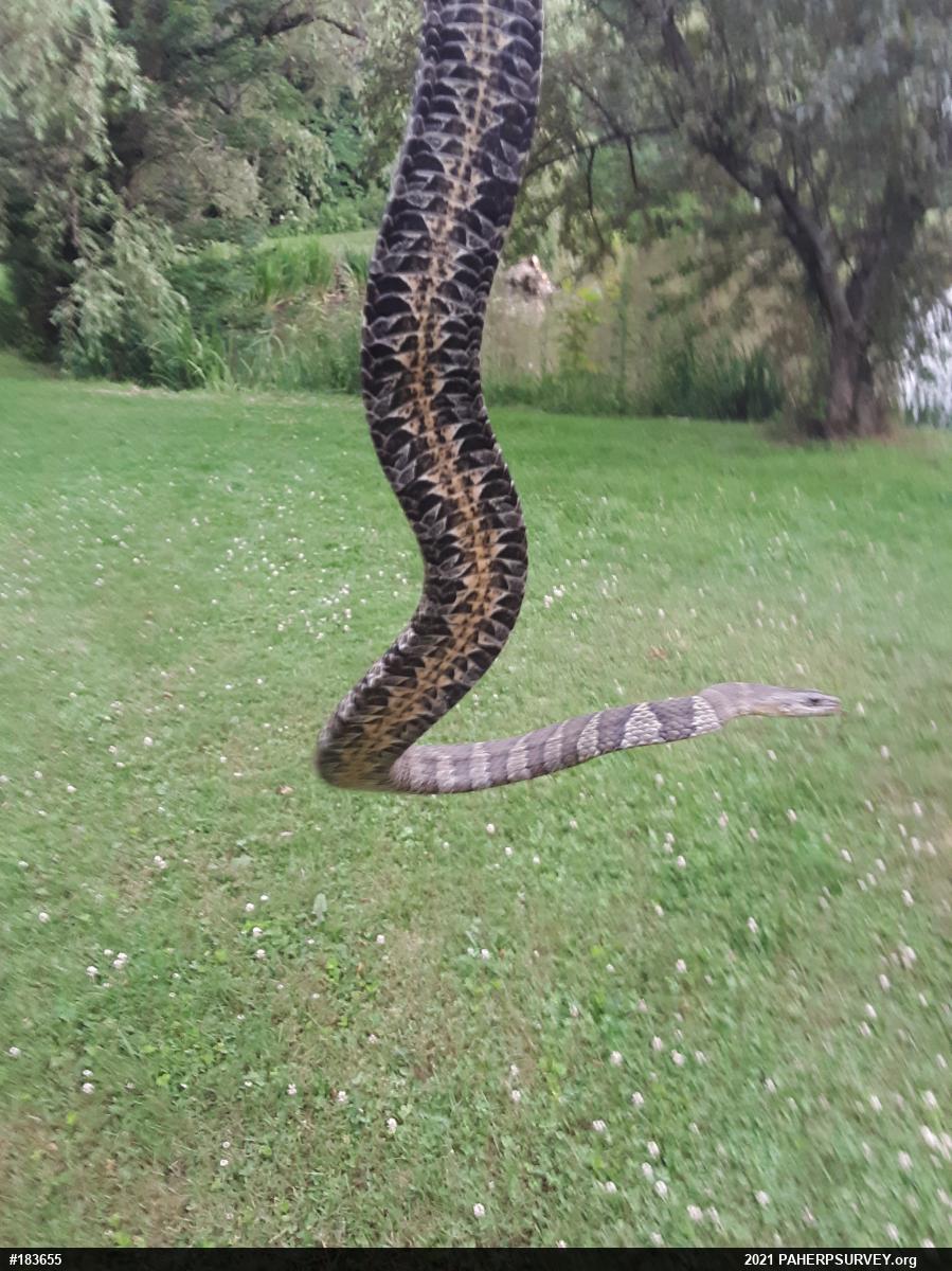 Northern Watersnake