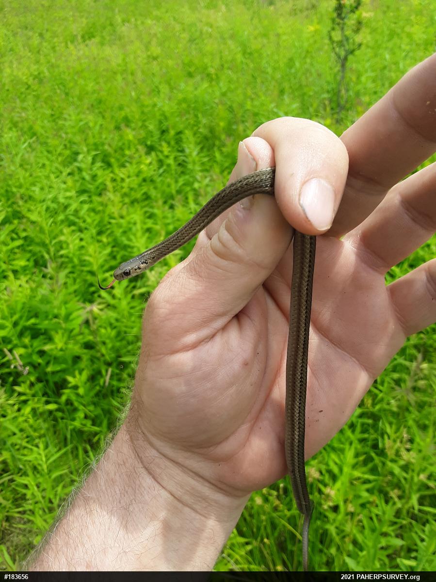 Shorthead Gartersnake