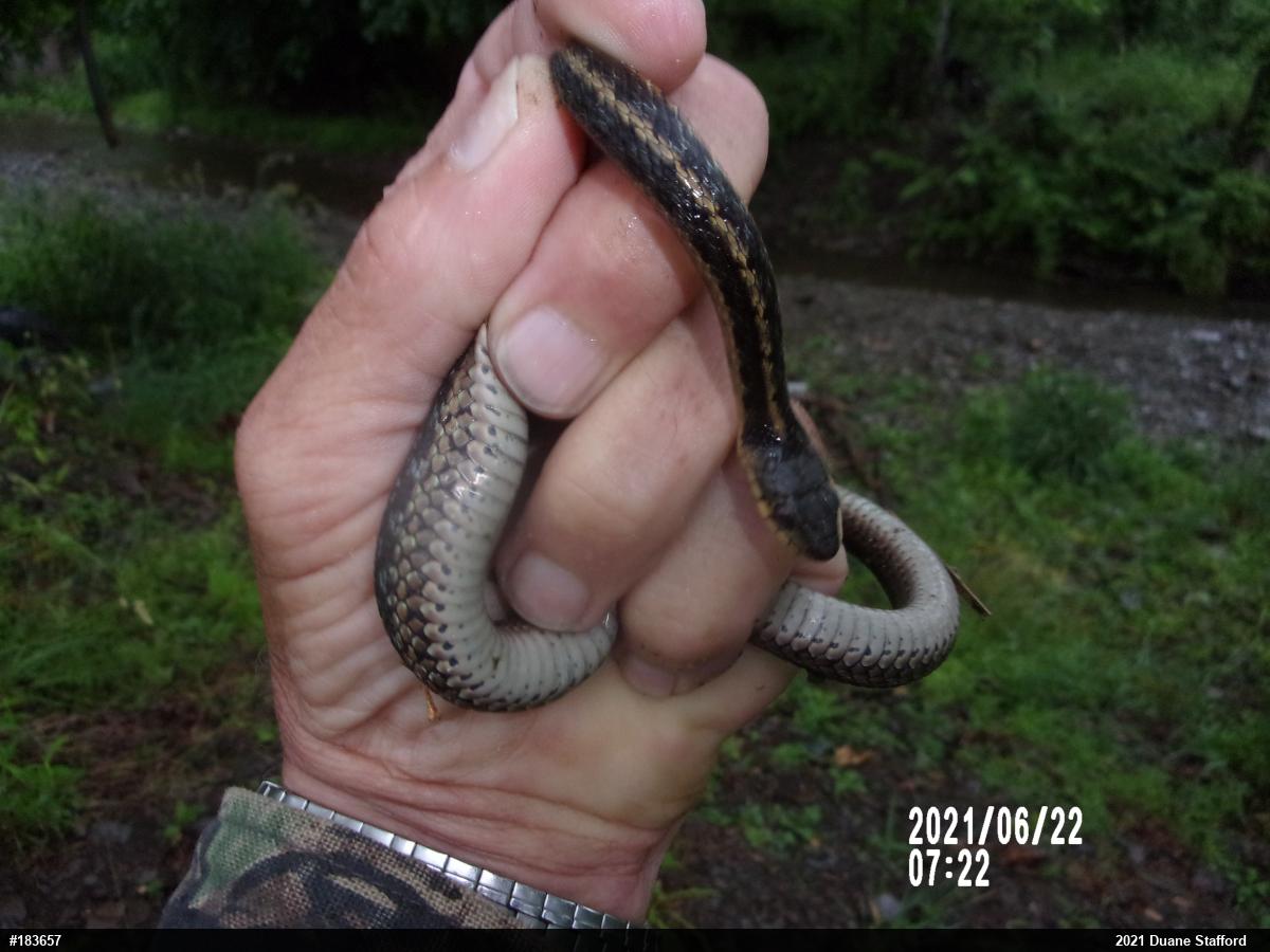 Eastern Gartersnake