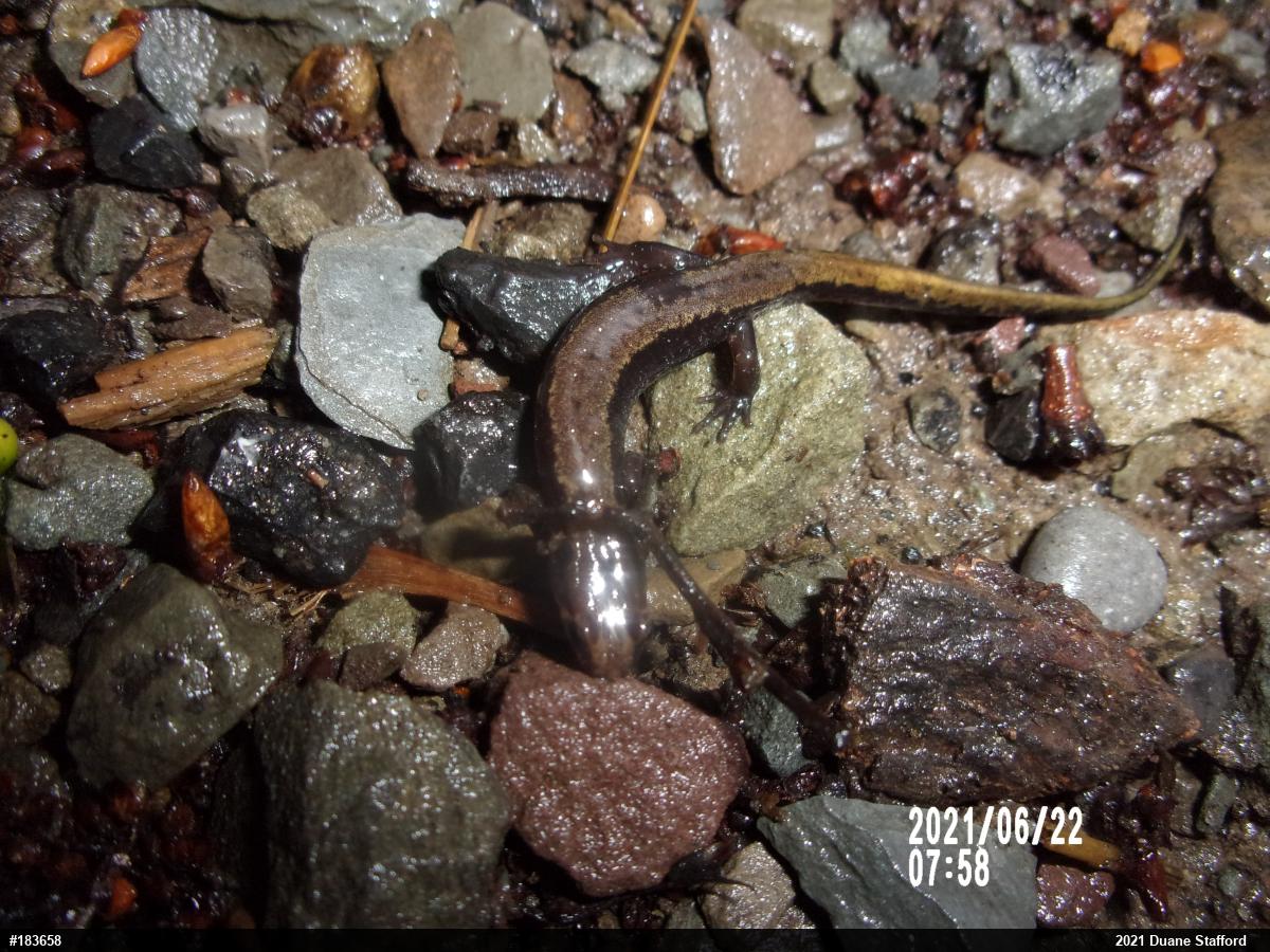 Allegheny Mountain Dusky Salamander