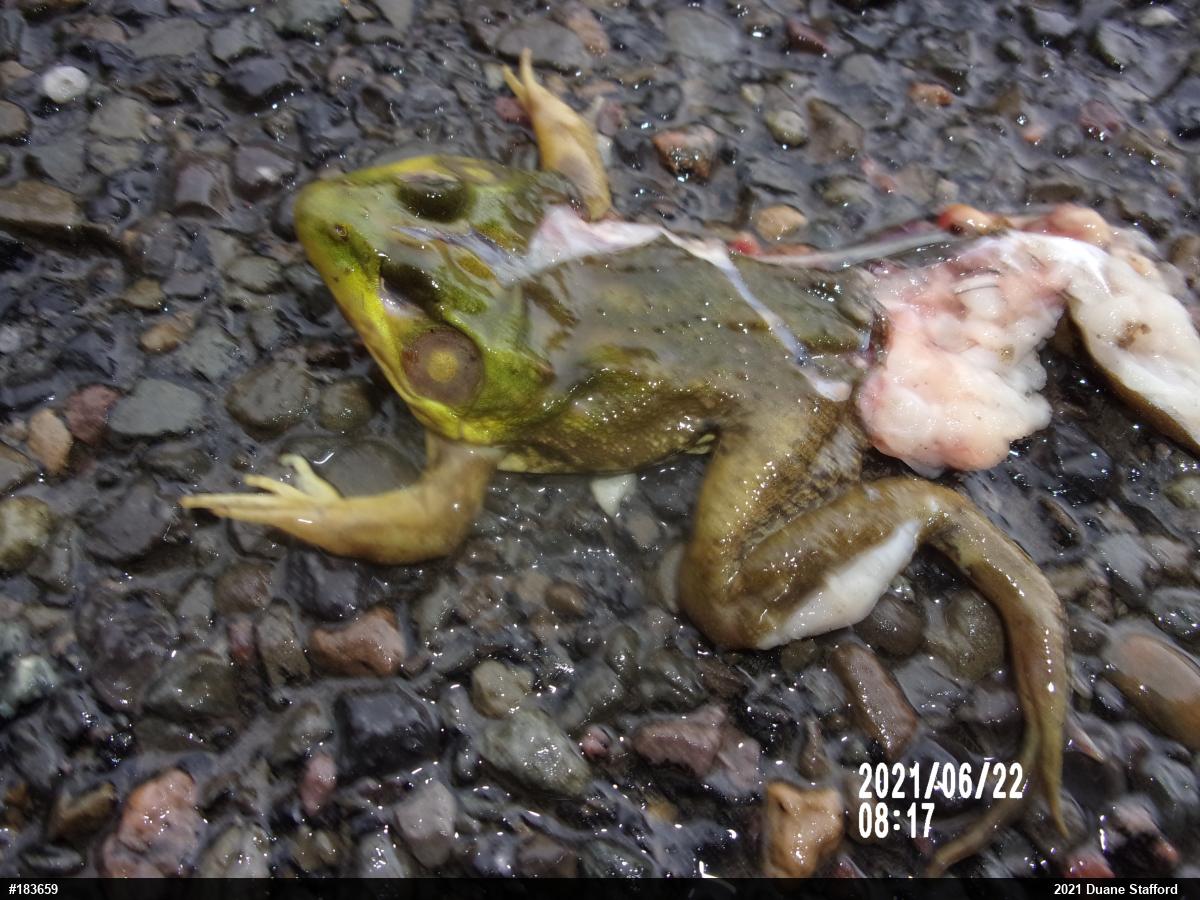 American Bullfrog