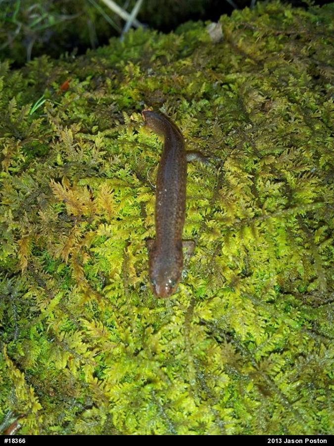 Northern Red Salamander