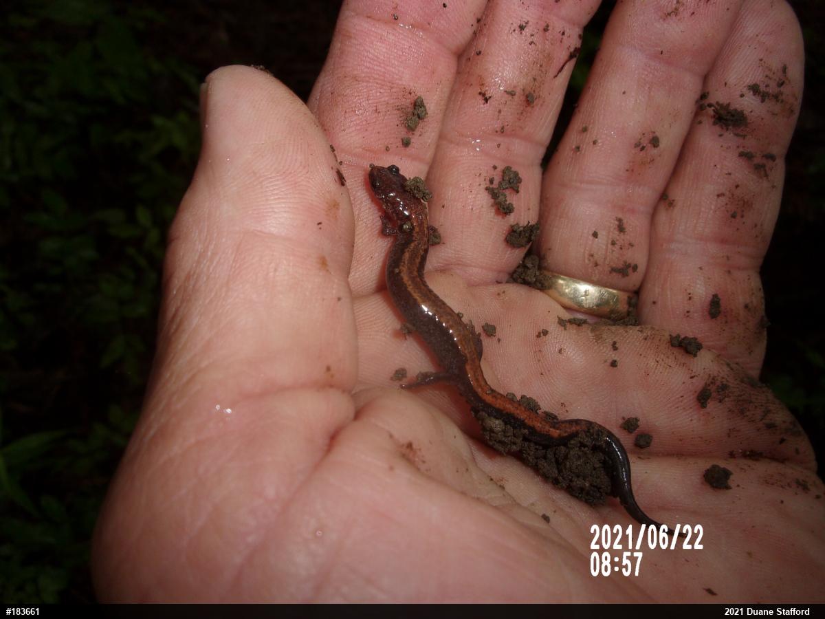 Eastern Red-backed  Salamander
