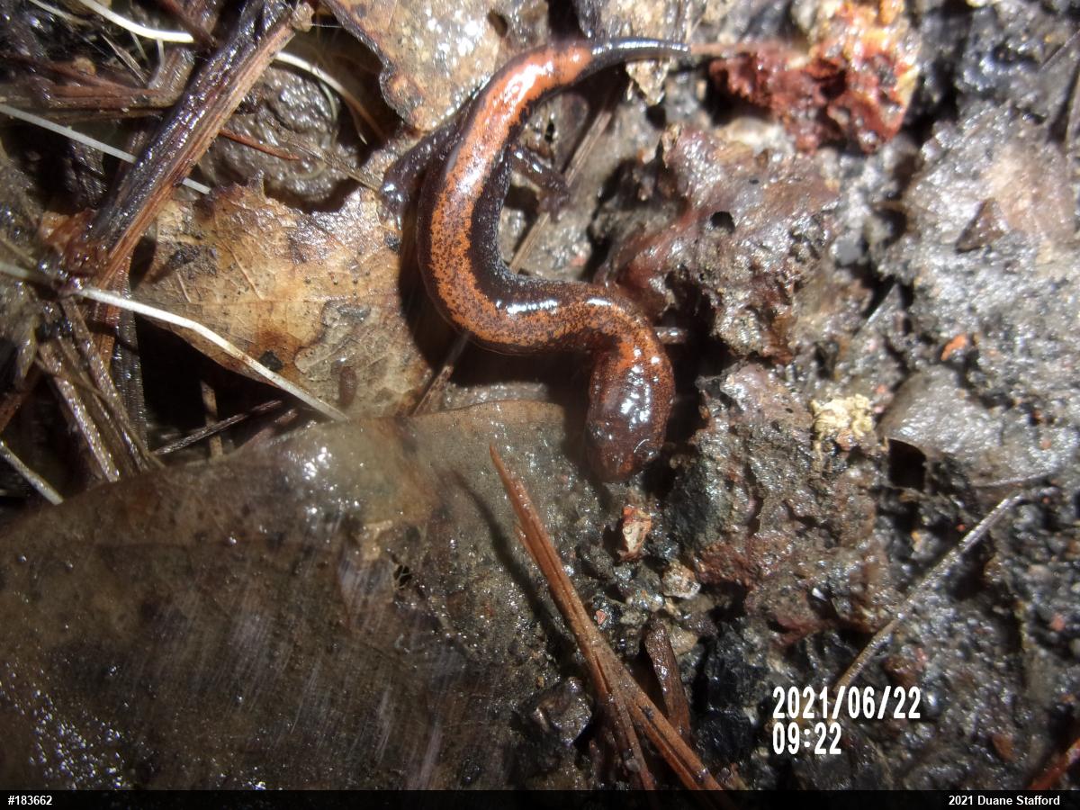 Eastern Red-backed  Salamander