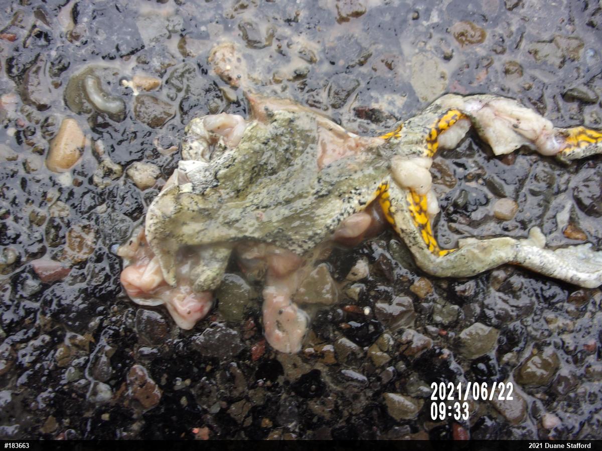 Unknown Gray Treefrog