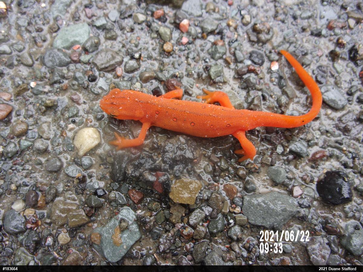 Red-spotted Newt