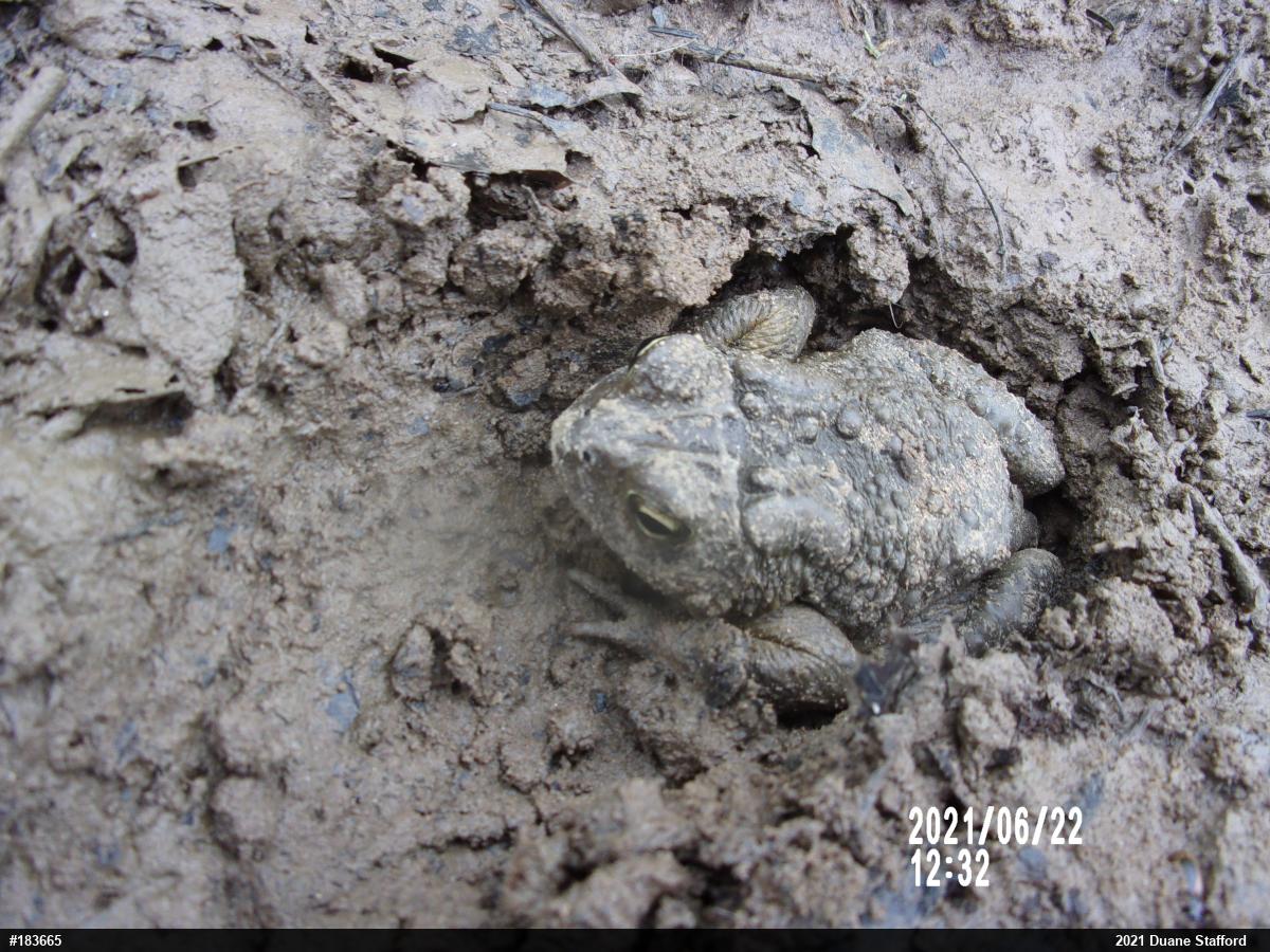 Eastern American Toad