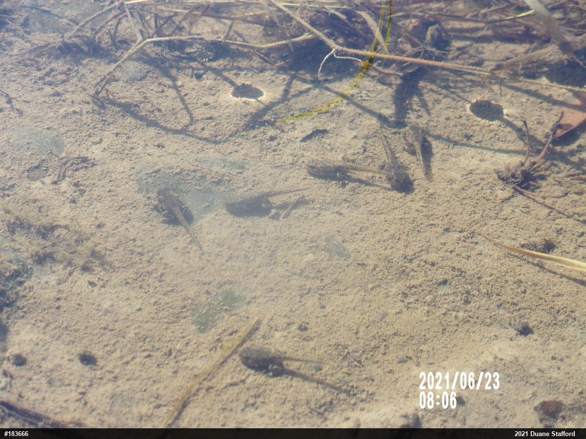 Eastern American Toad
