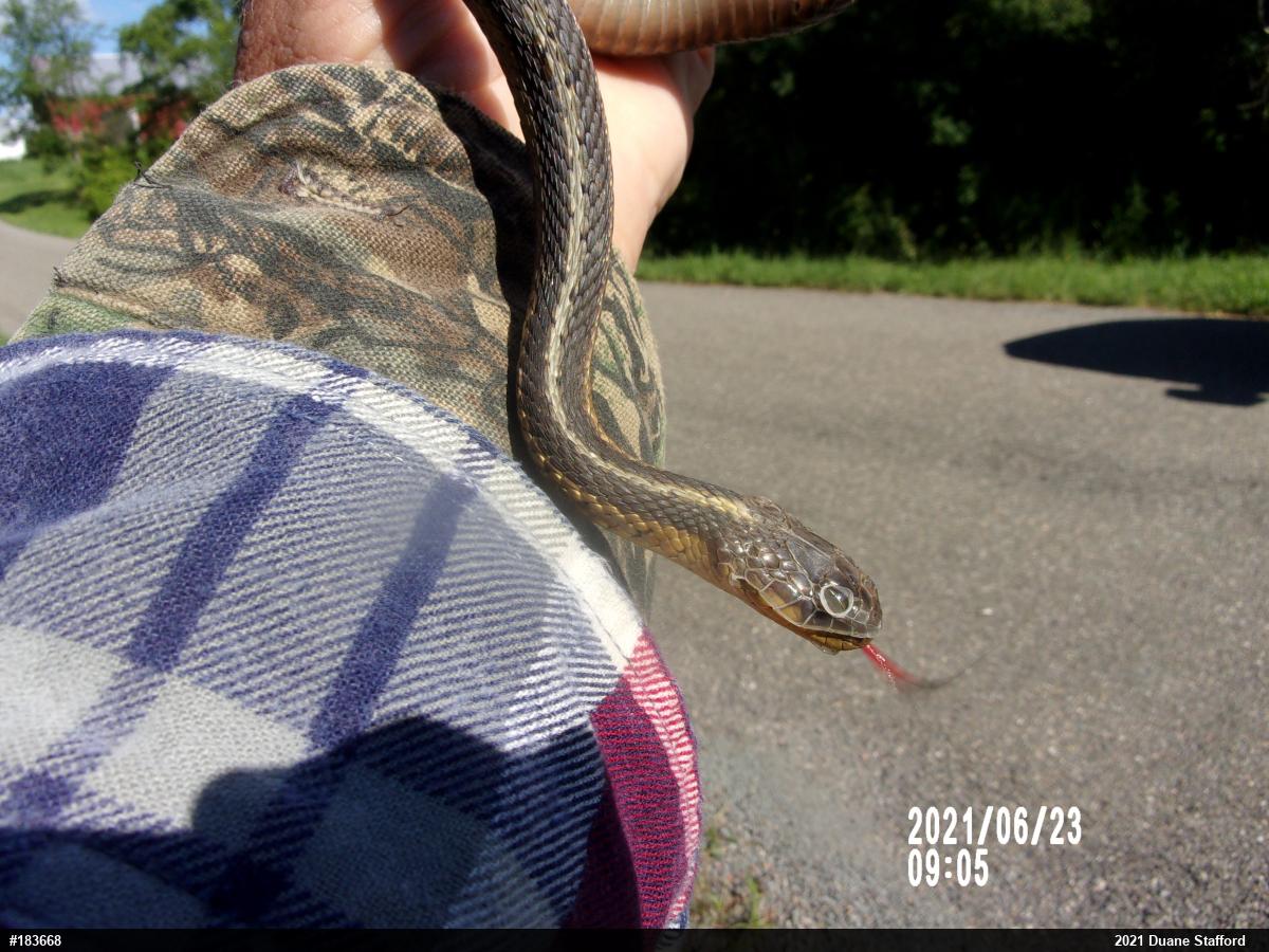 Eastern Gartersnake