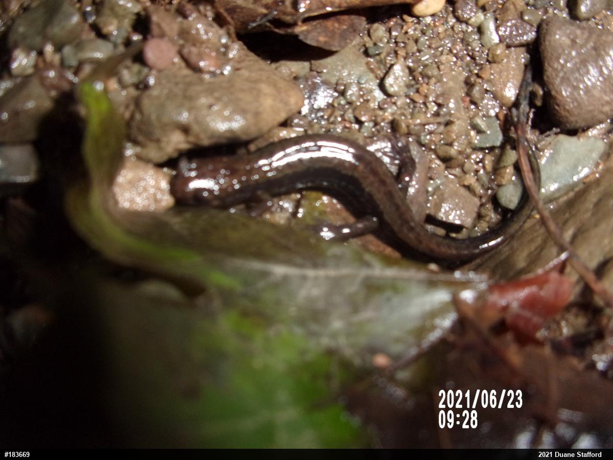 Allegheny Mountain Dusky Salamander