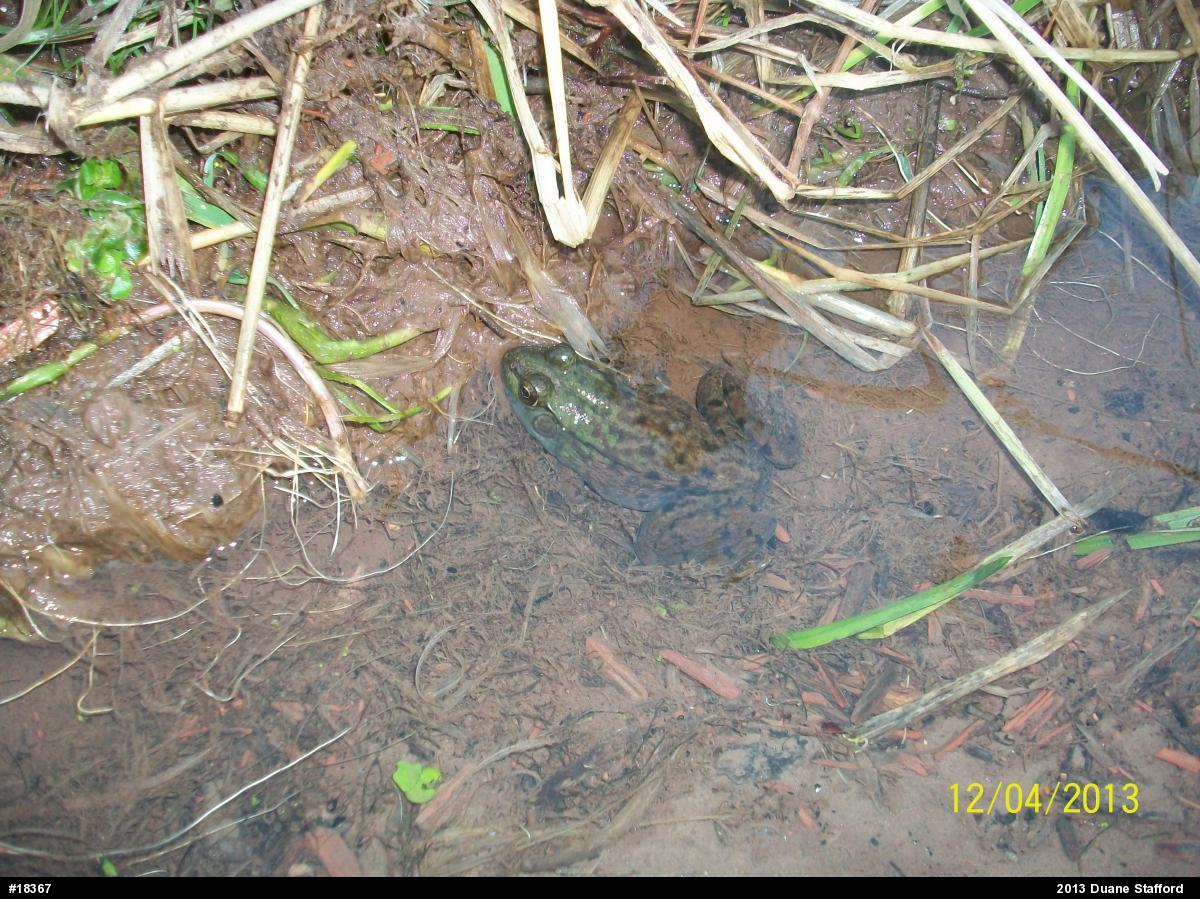 Green Frog