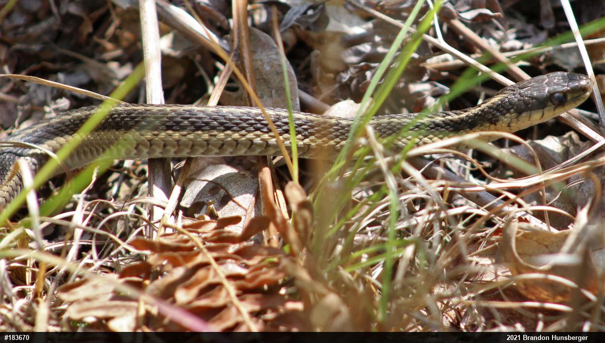 Eastern Gartersnake
