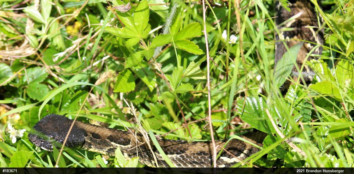 Timber Rattlesnake