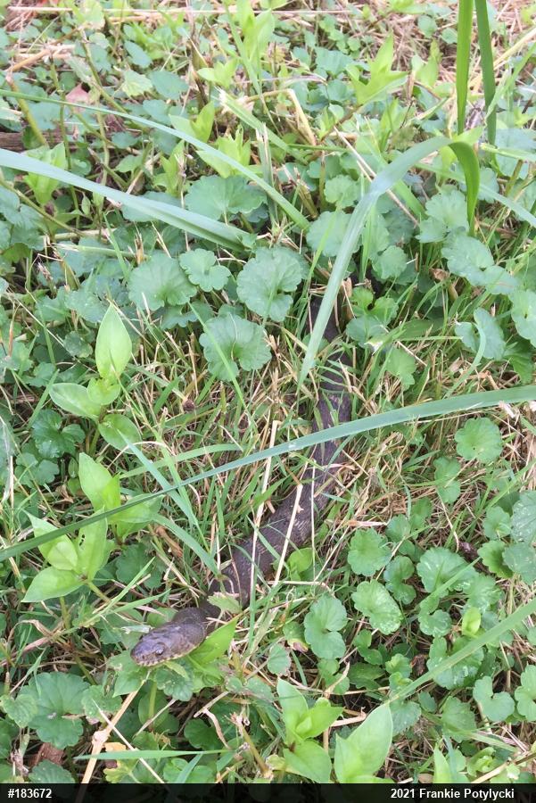 Northern Watersnake