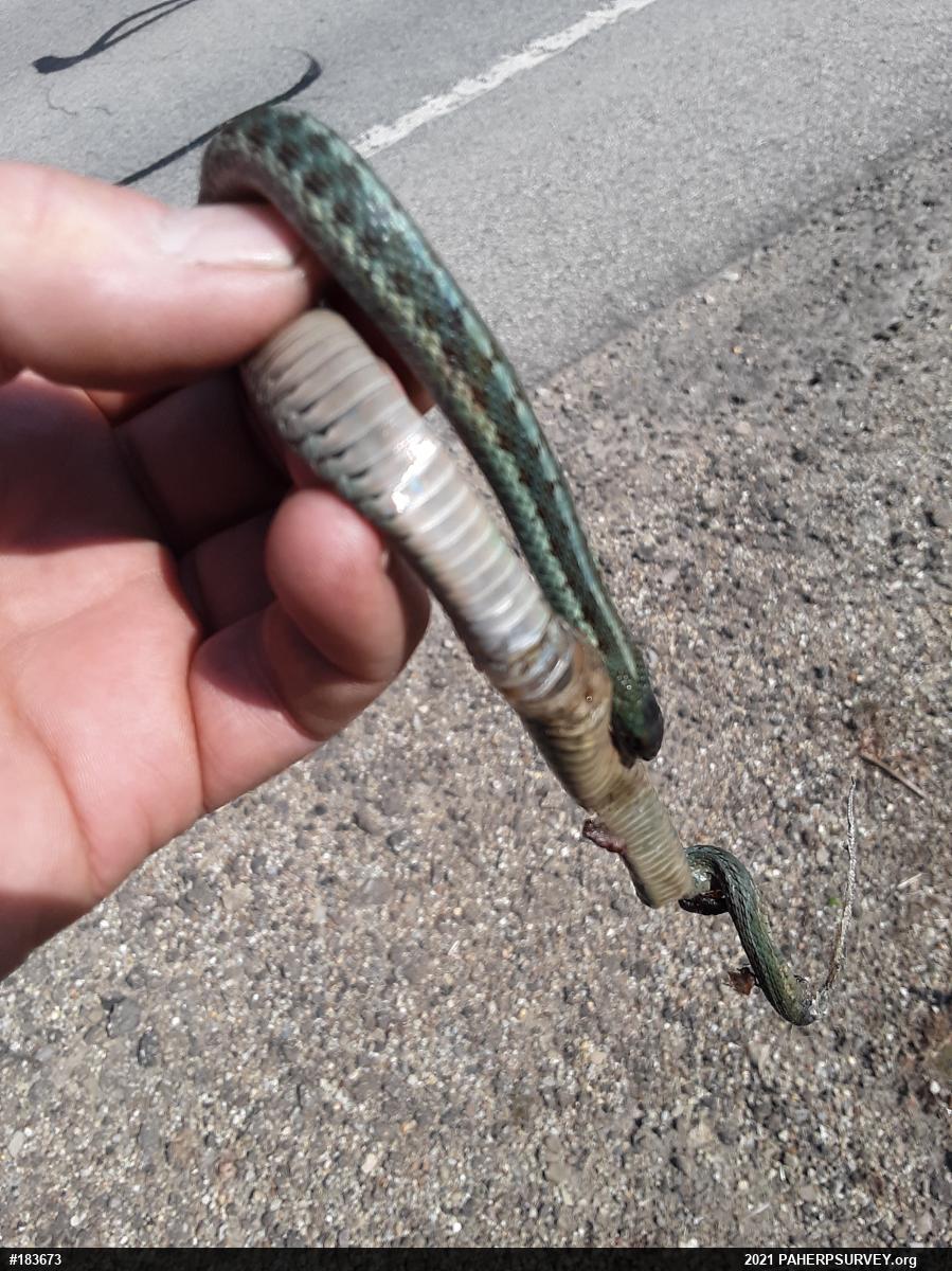 Eastern Gartersnake