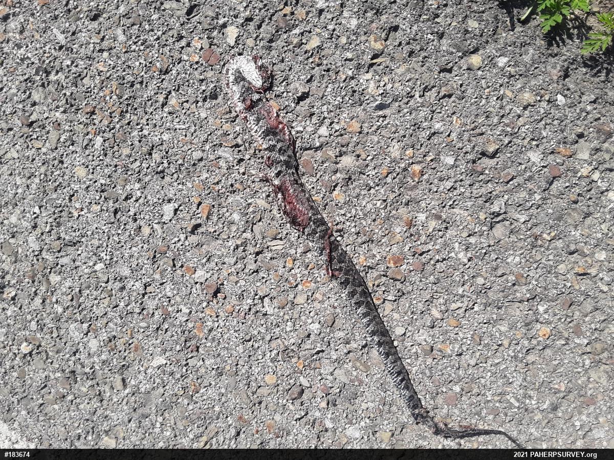 Northern Watersnake