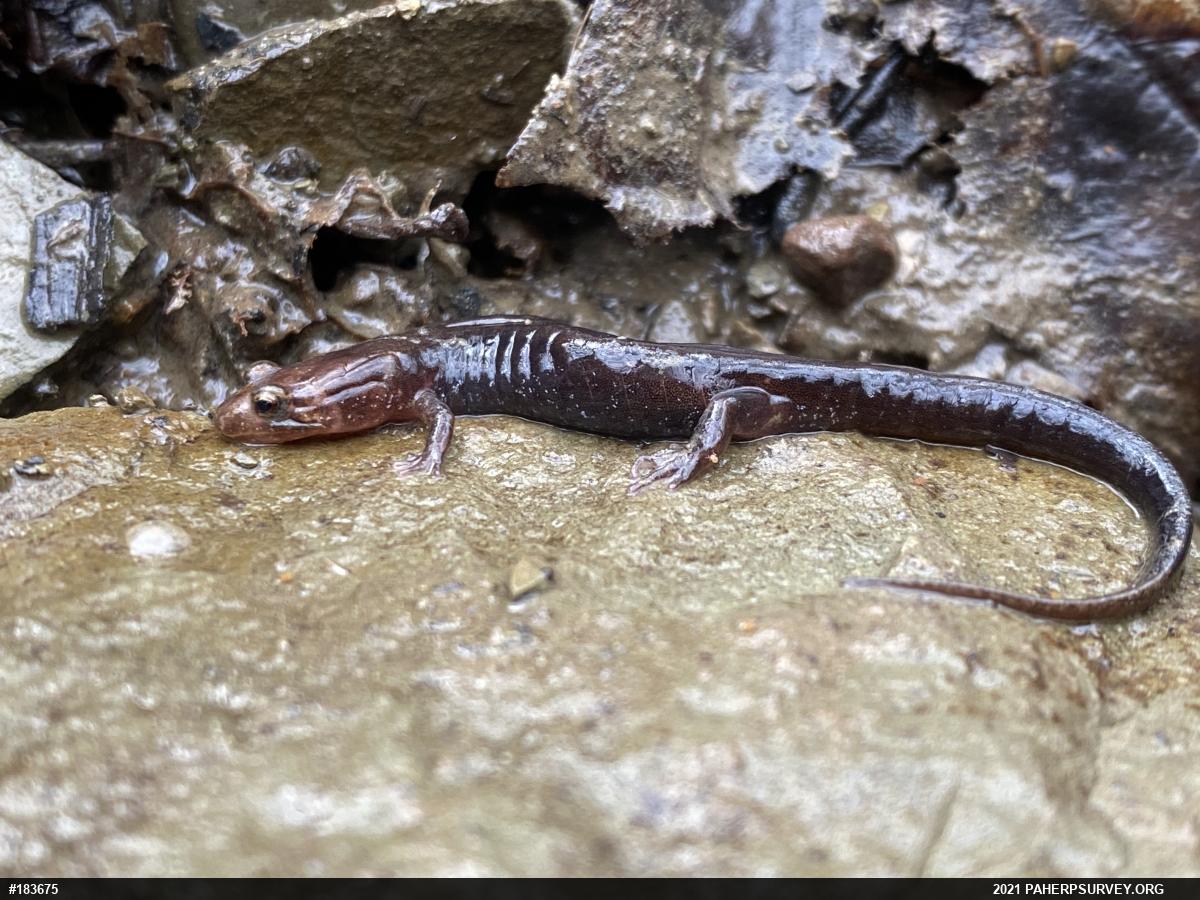 Allegheny Mountain Dusky Salamander