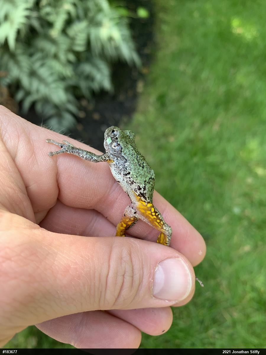 Unknown Gray Treefrog