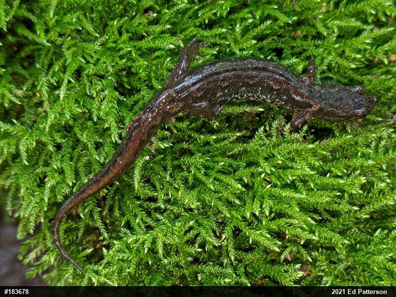 Northern Dusky Salamander