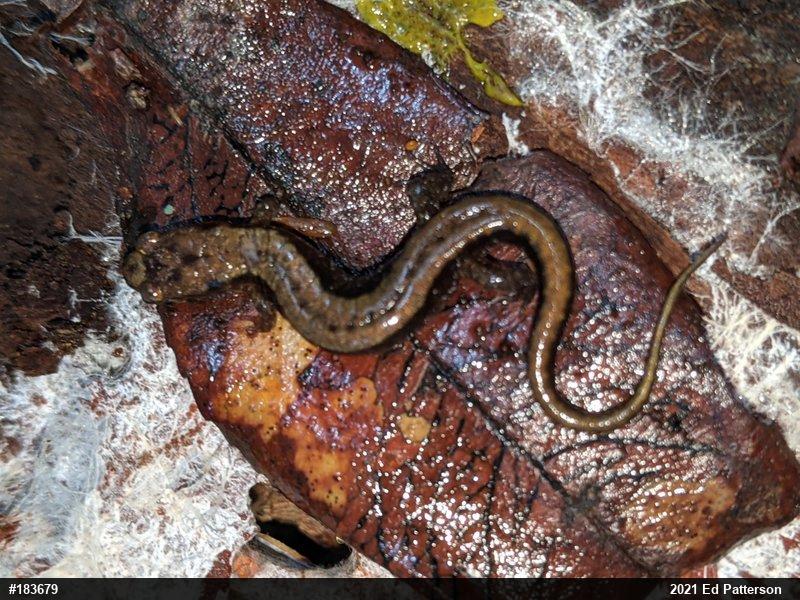 Allegheny Mountain Dusky Salamander