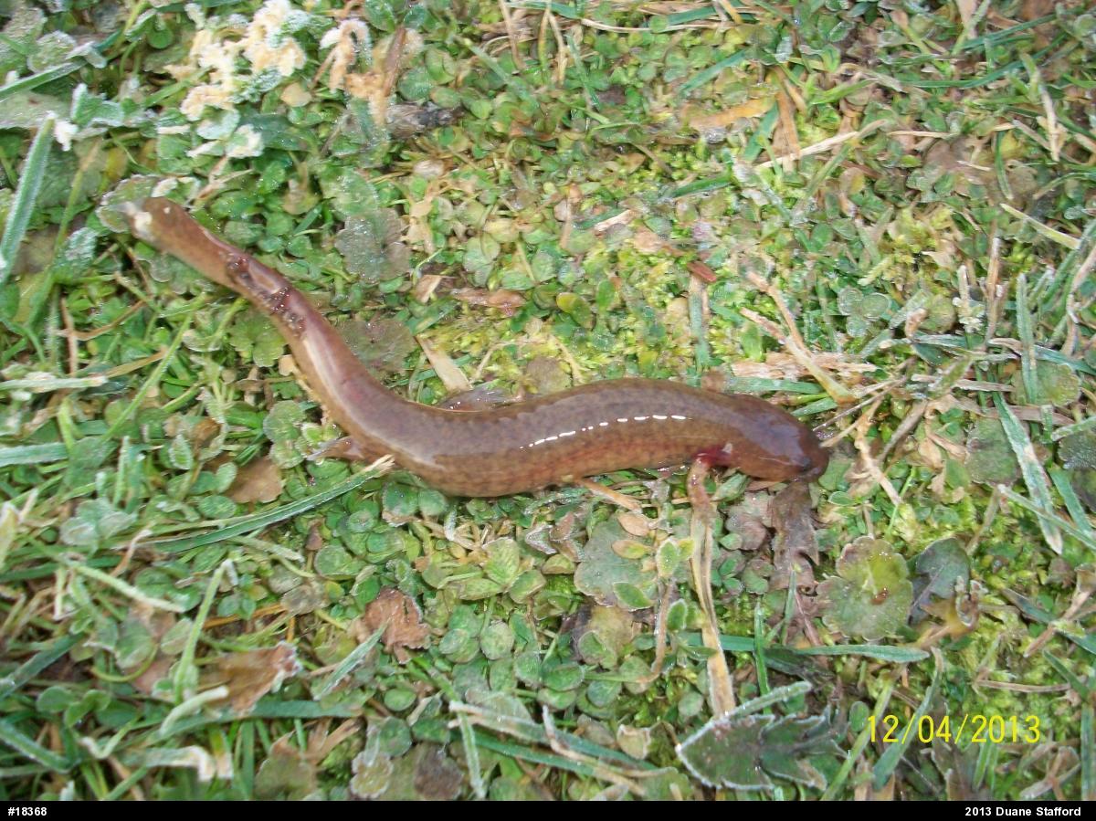 Northern Spring Salamander