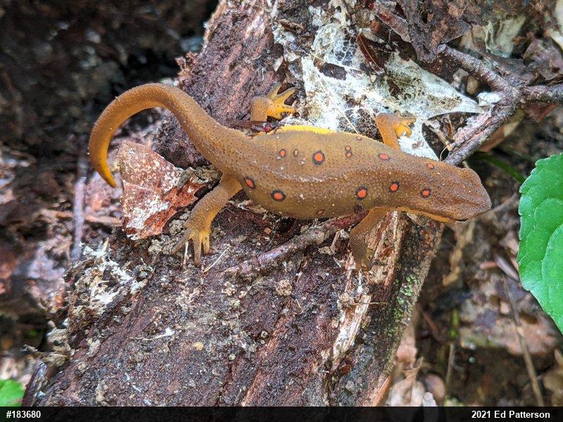 Red-spotted Newt