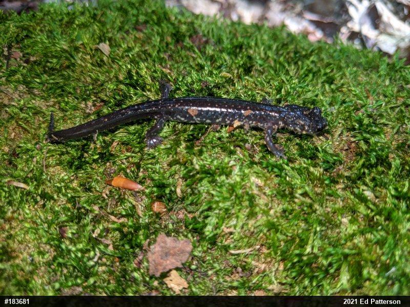 Wehrle's Salamander