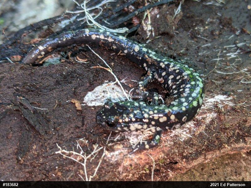 Northern Slimy Salamander