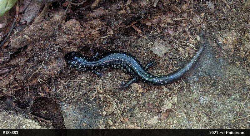 Northern Slimy Salamander