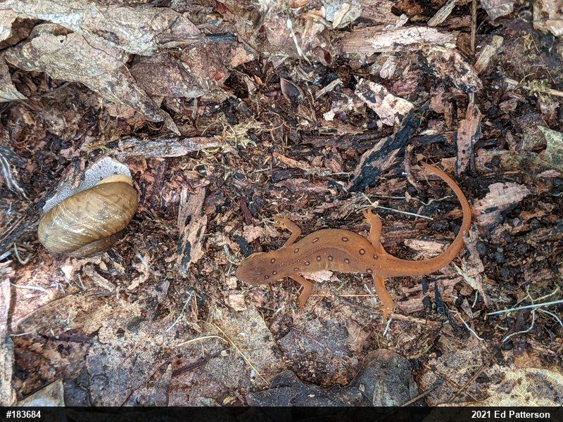 Red-spotted Newt
