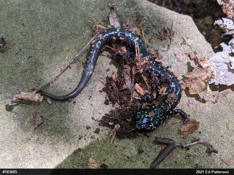 Northern Slimy Salamander