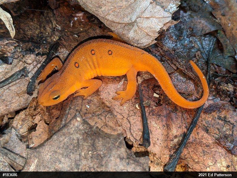 Red-spotted Newt