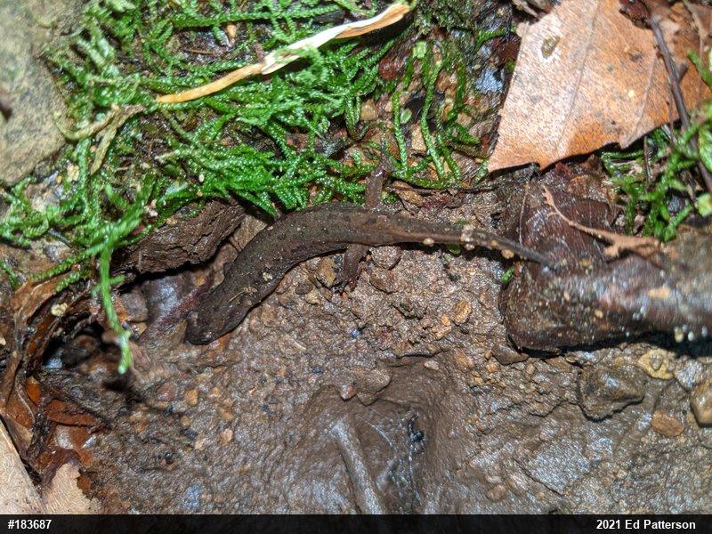 Northern Dusky Salamander