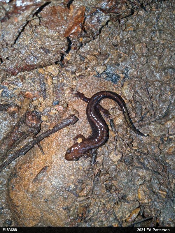 Allegheny Mountain Dusky Salamander