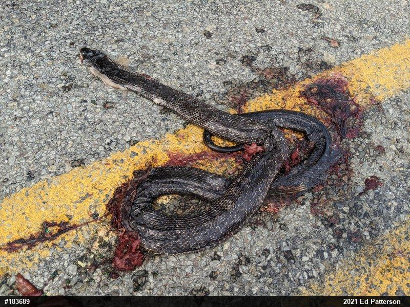 Eastern Ratsnake