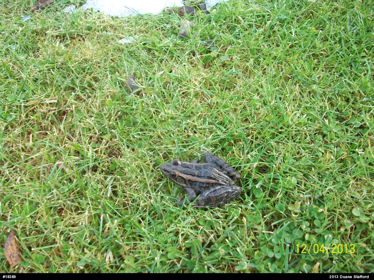 Pickerel Frog