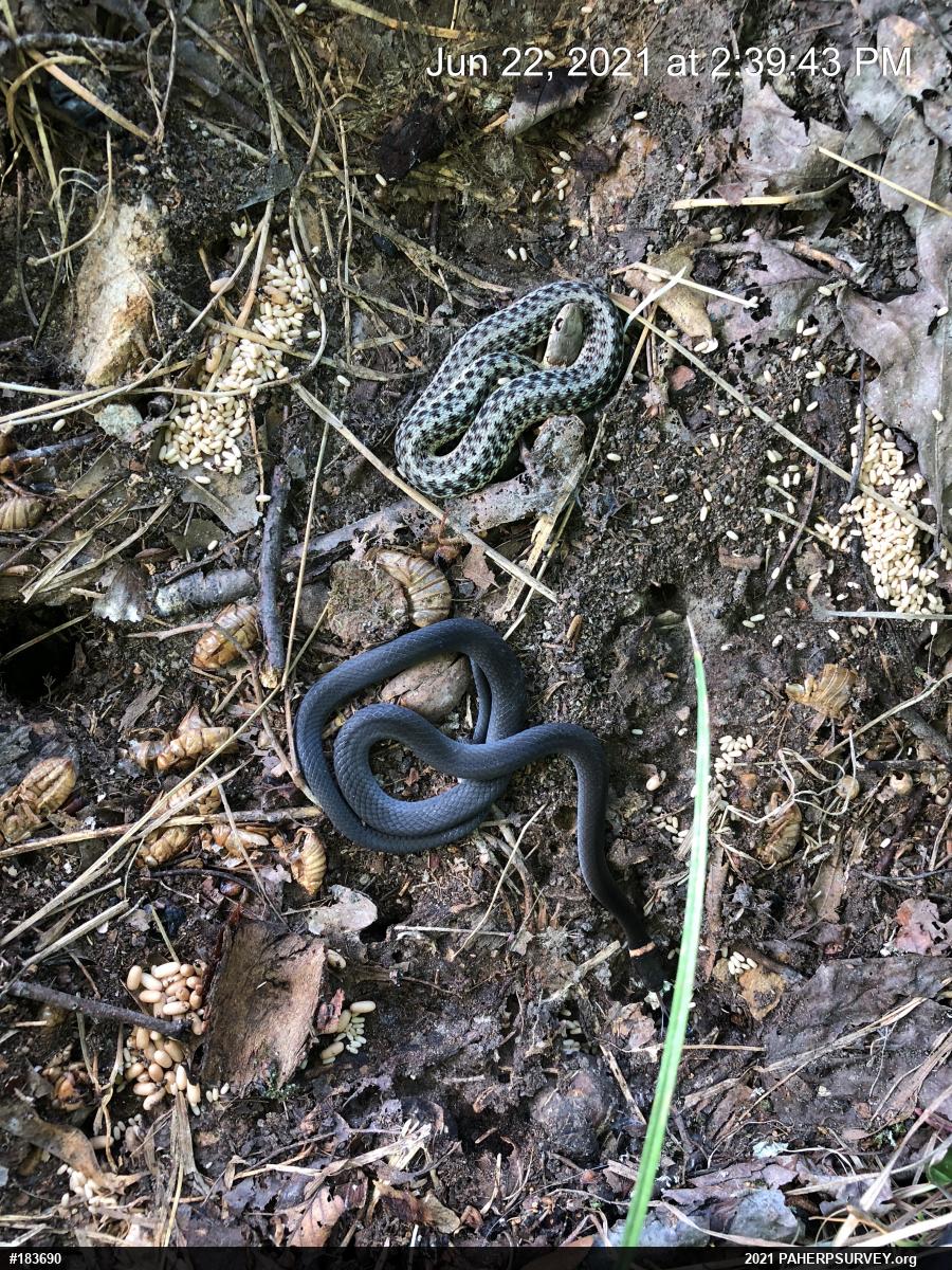 Northern Ring-necked Snake