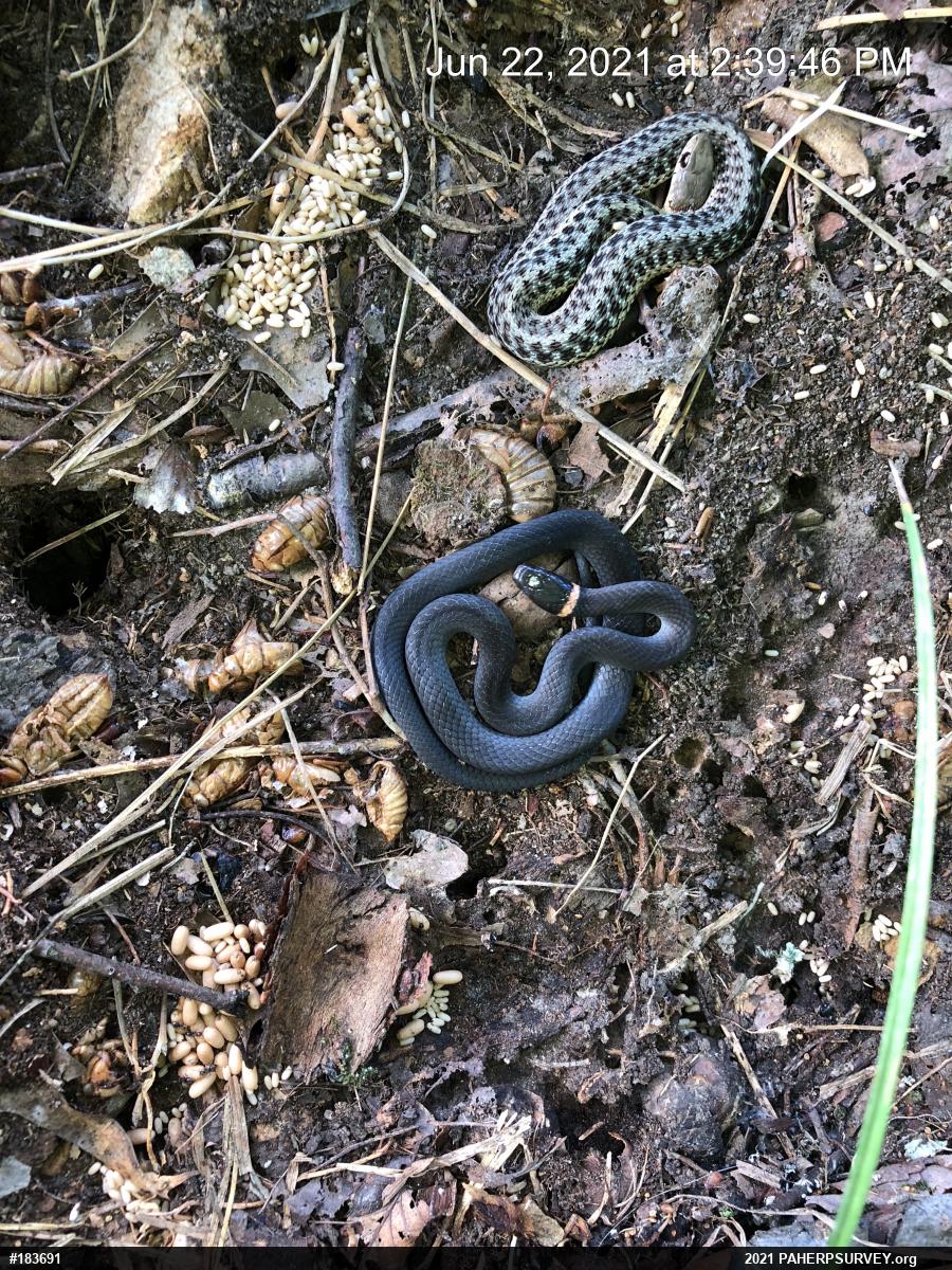 Eastern Gartersnake