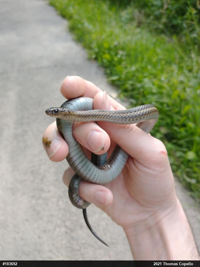Shorthead Gartersnake