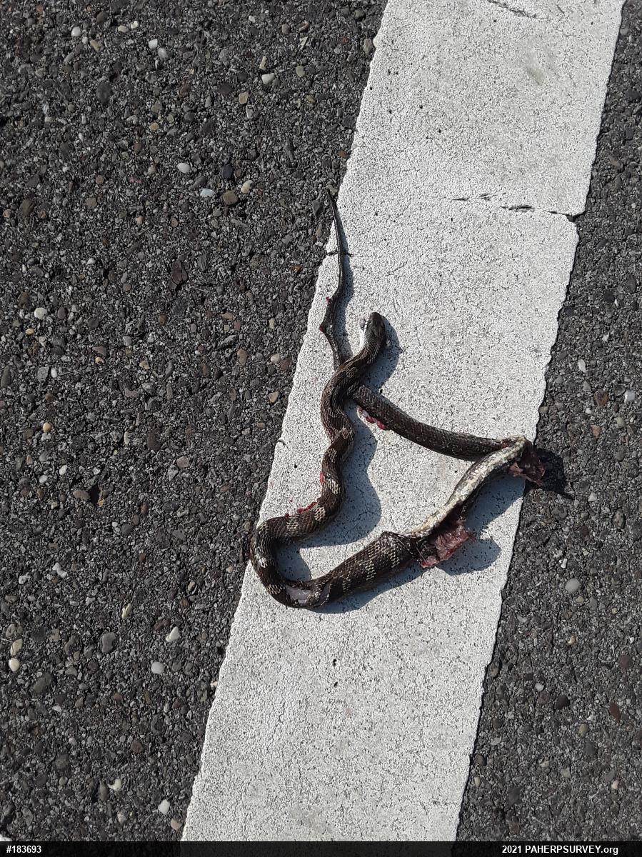 Eastern Ratsnake