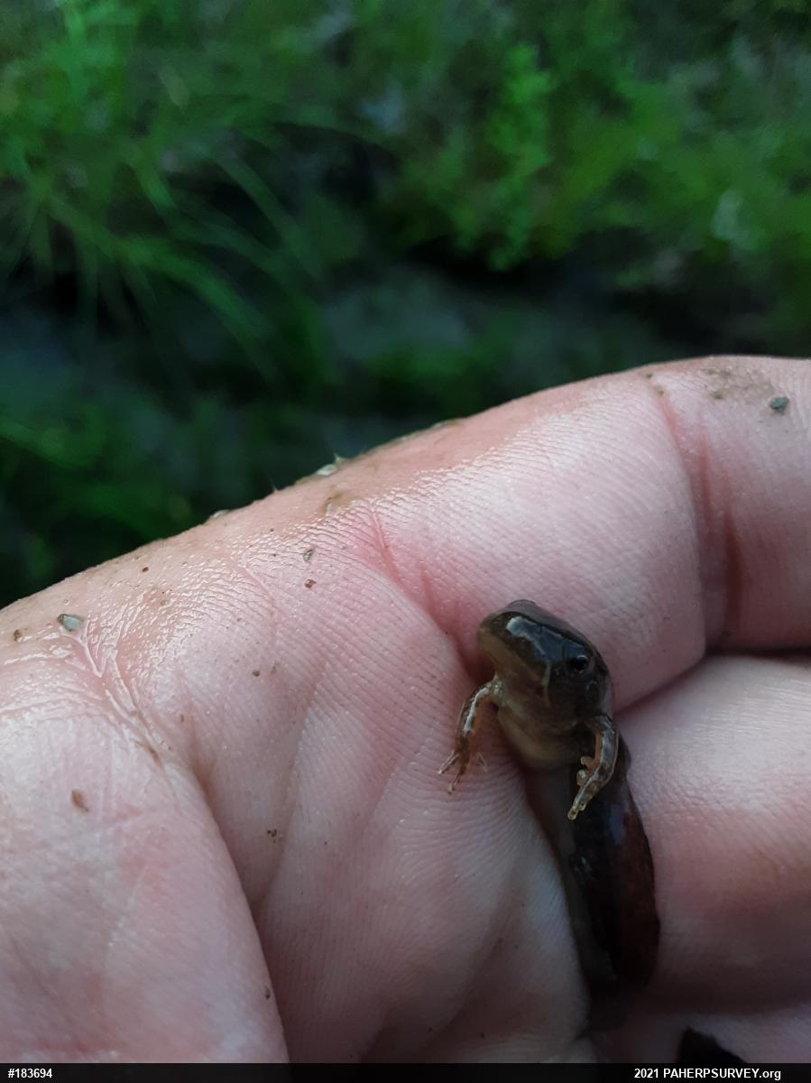 Wood Frog