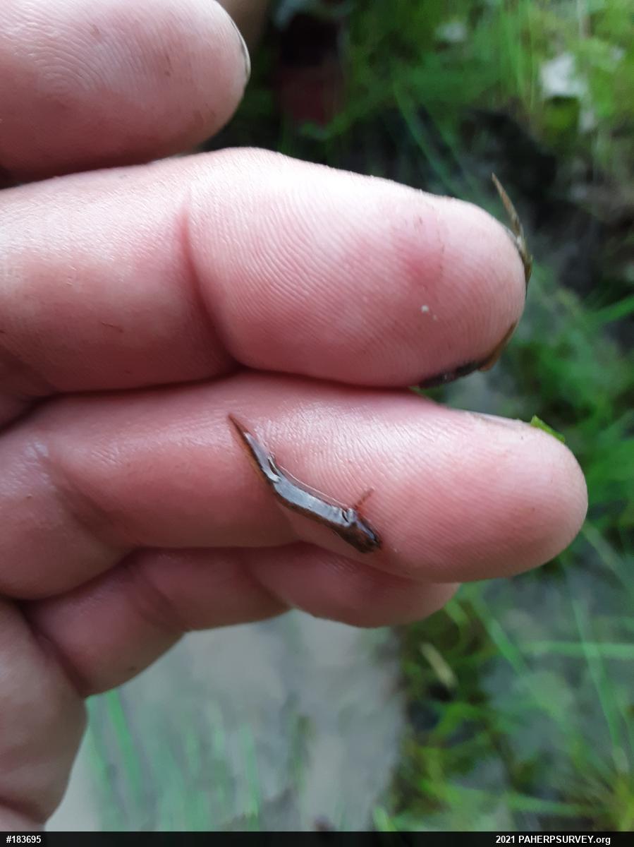 Red-spotted Newt