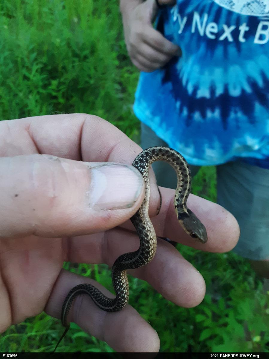Eastern Gartersnake