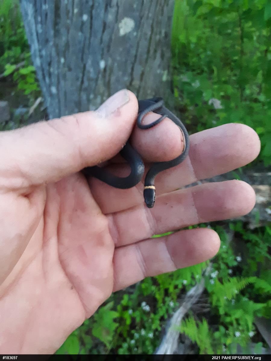 Northern Ring-necked Snake