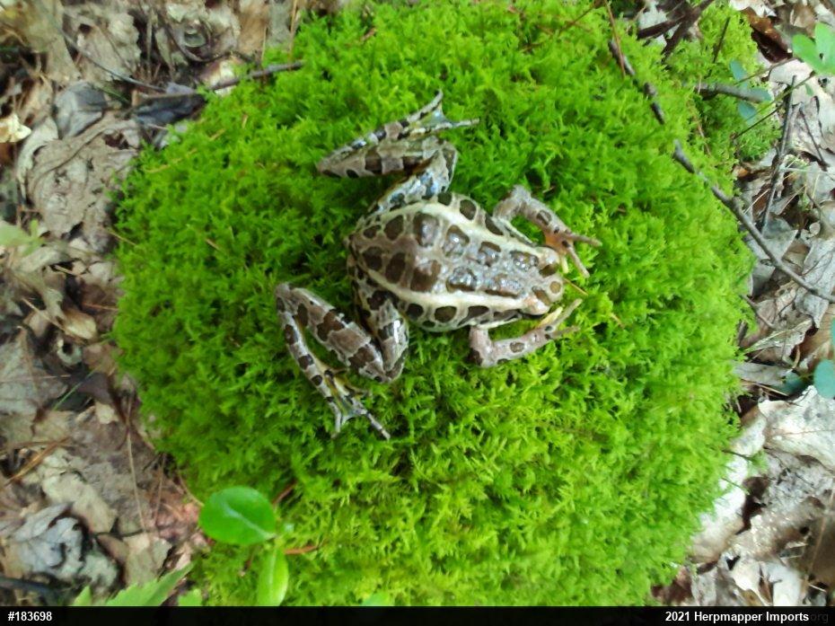 Pickerel Frog